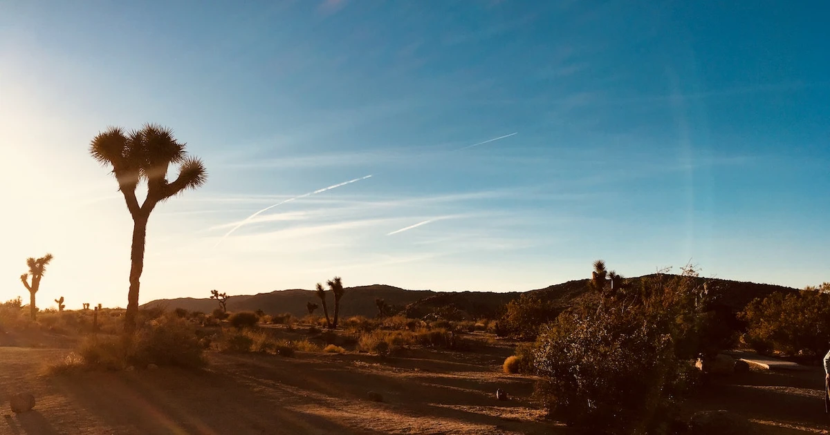 Joshua Tree Spiritual Meaning And Finding Sacred Significance