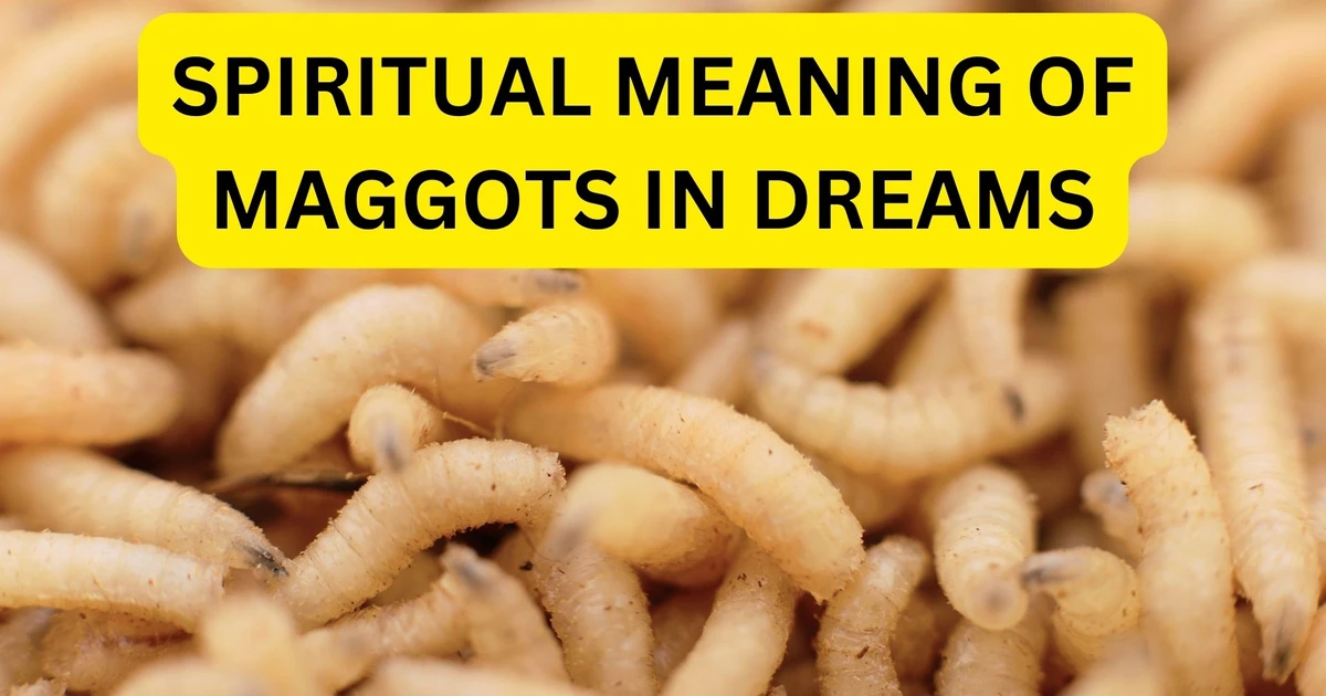 Spiritual Meaning Of Maggots In Dreams It Indicates Negative Influences