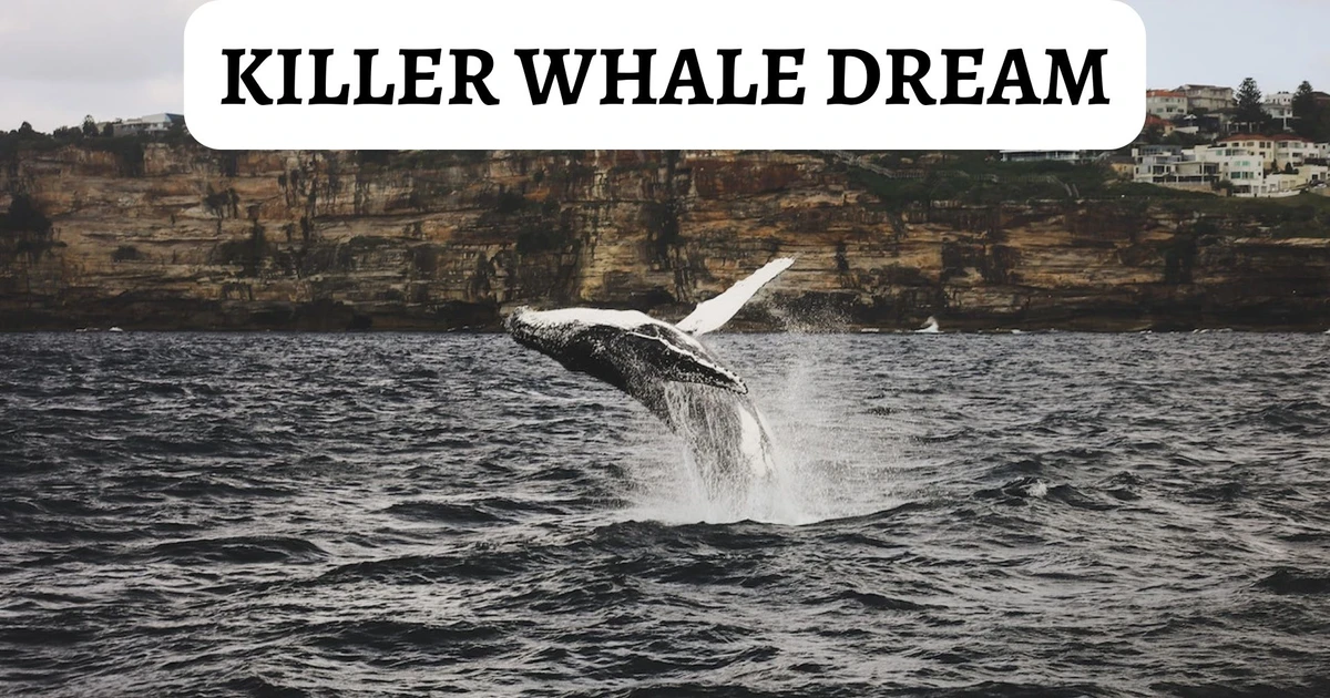 Killer Whale Dream - Interpretation And Meaning