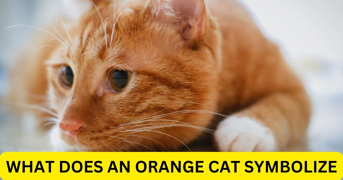 What Does An Orange Cat Symbolize? Prosperity, And Wealth