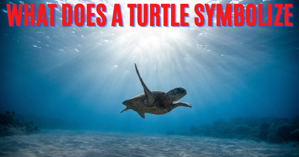 What Does A Turtle Symbolize?