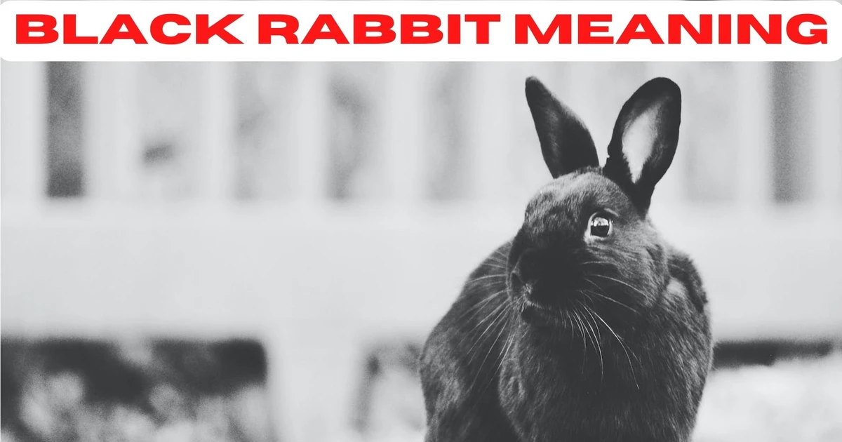 Black Rabbit Meaning A Symbol Of Good Luck