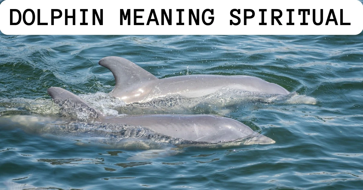 Dolphin Meaning Spiritual - Represents Harmony And Balance