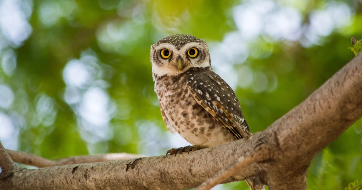 What Does It Mean When You See An Owl?